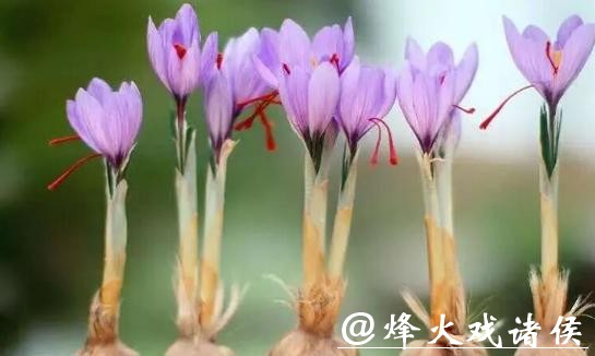 农业用上区块链,崇明藏红花有了“数字身份证” 农业用上区块链,崇明藏红花有了“数字身份证”