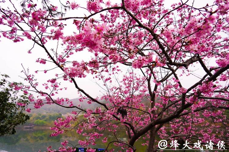 粉色浪漫提前“报到”！辰山“报春樱”本周末进入最佳观赏期，春节赏樱正当时